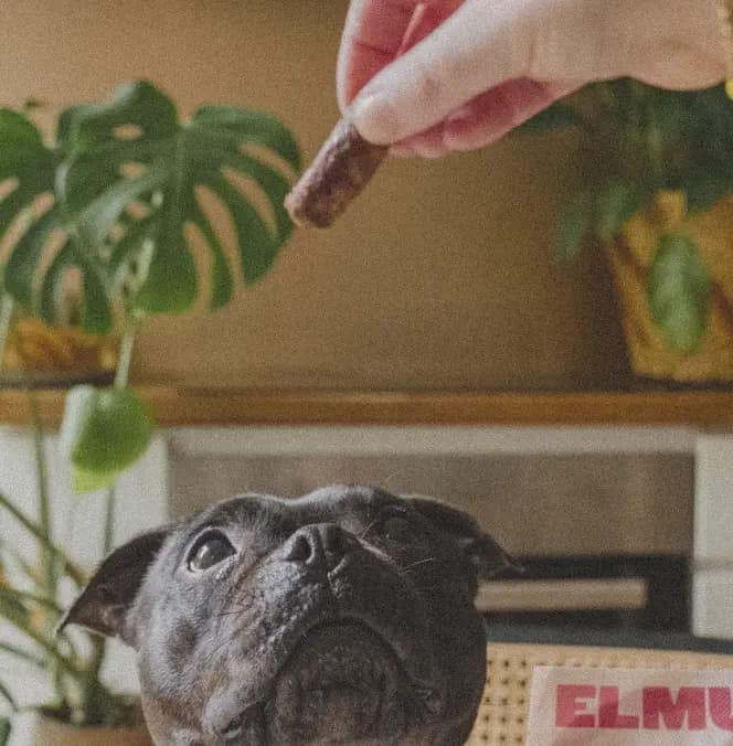 Dog snacks background