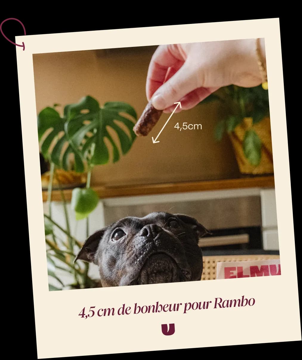 Dog snacks