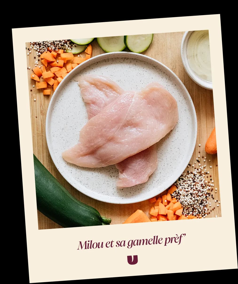 Chicken dog recipe
