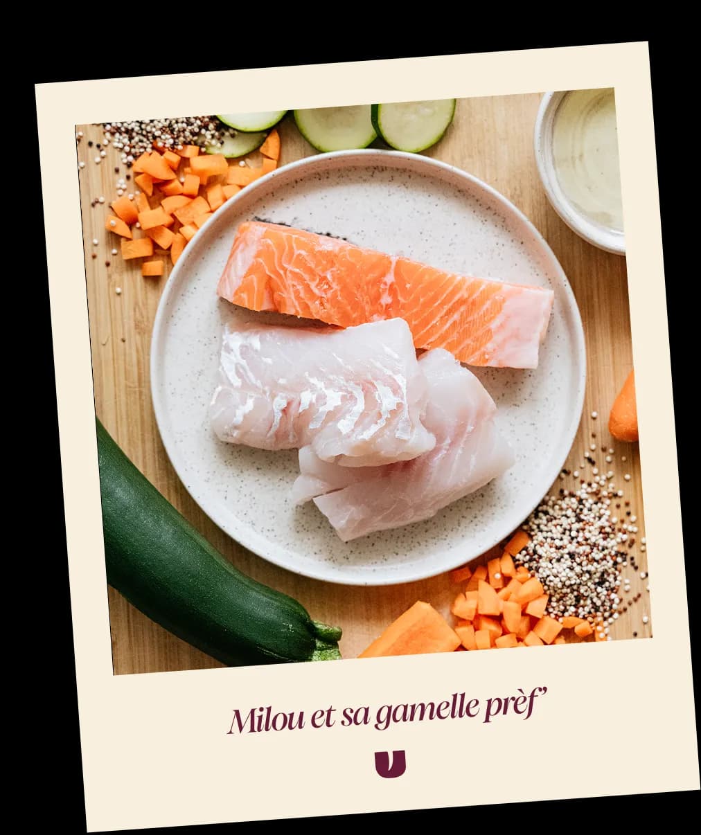Fish dog recipe