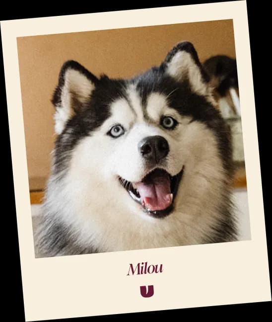 Milou Polaroid