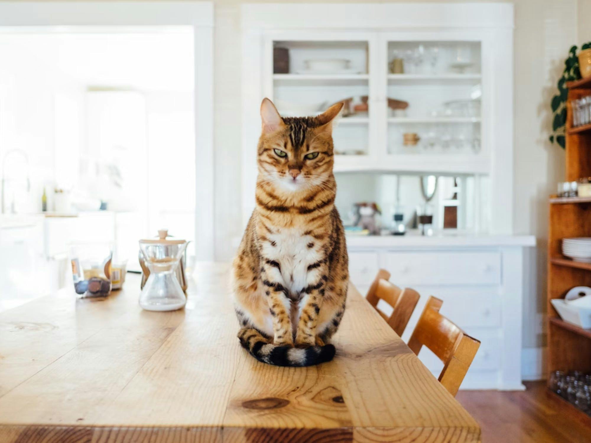 Paul Hanaoka  - unsplash - chat dans la cuisine