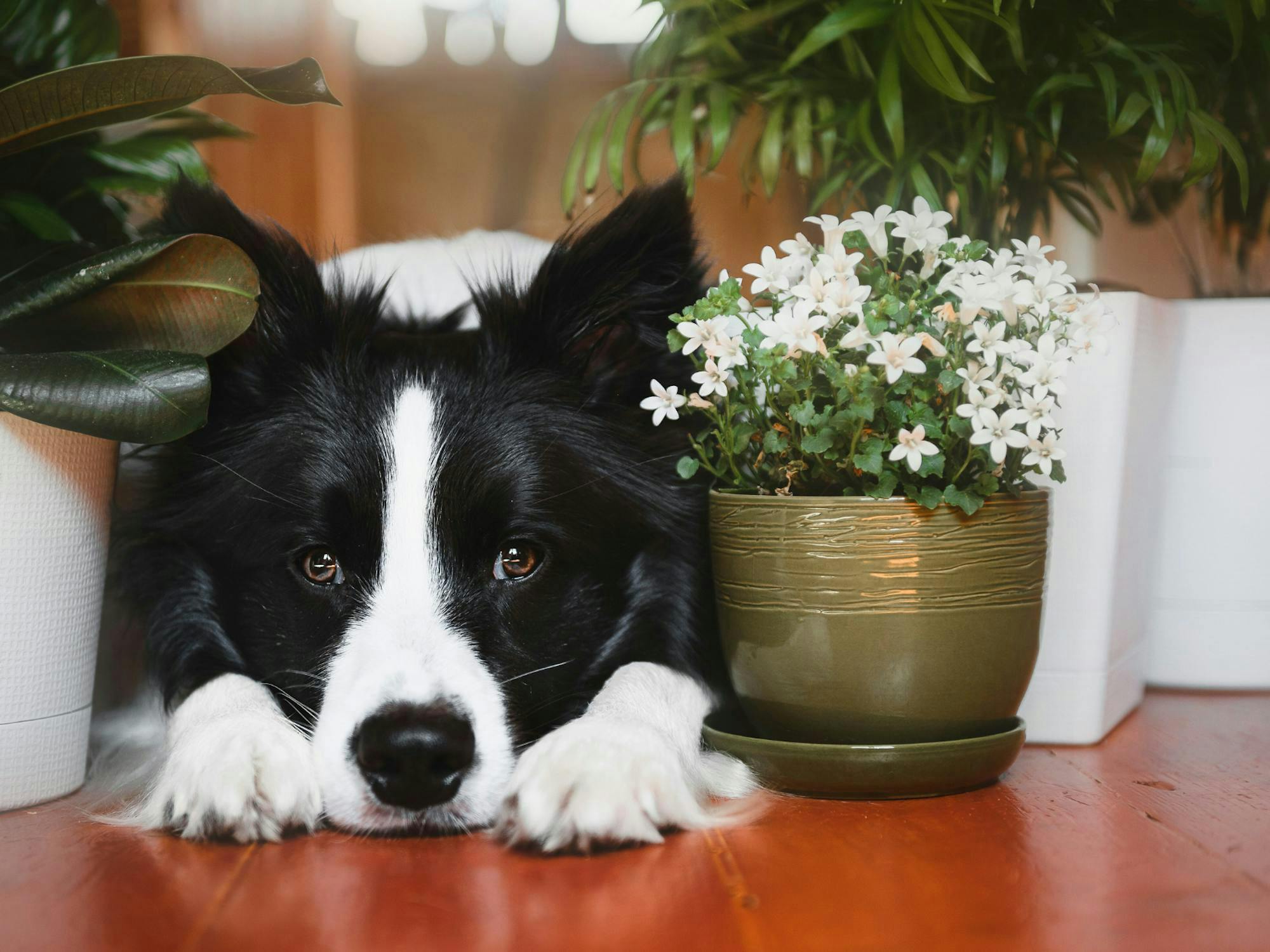 chien border collie allongé à côté d'un pot de fleurs 