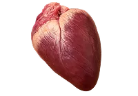 Coeur de boeuf