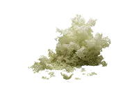 Lithothamne